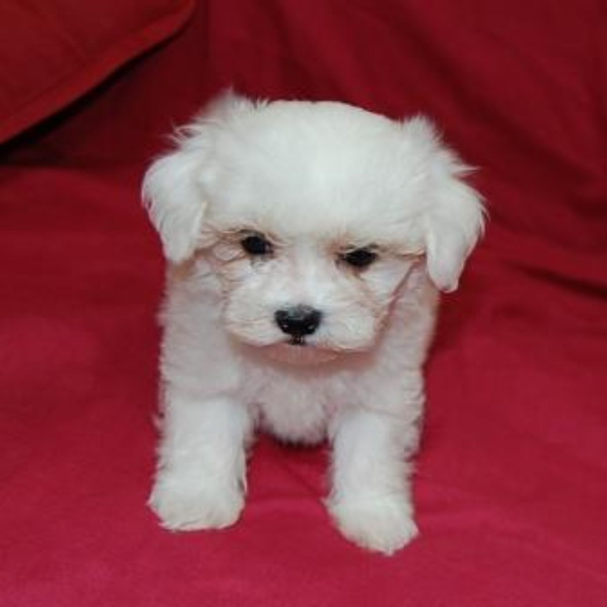 Bichon maltés