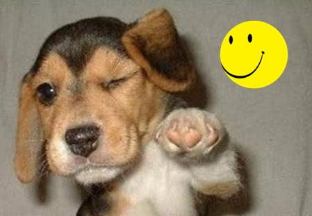 ¡Alerta de Ternura! Guía de Supervivencia (y Amor) para tu Nuevo Cachorro 🐾