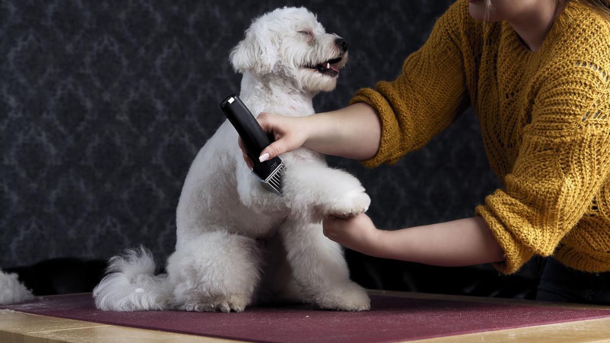 ¿Cada cuánto necesita peluquería tu mascota?