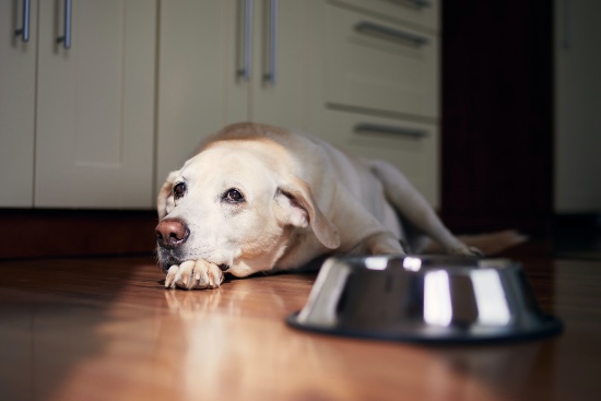 Como saber si tu perro o gato sufren de intolerancia alimentaria?