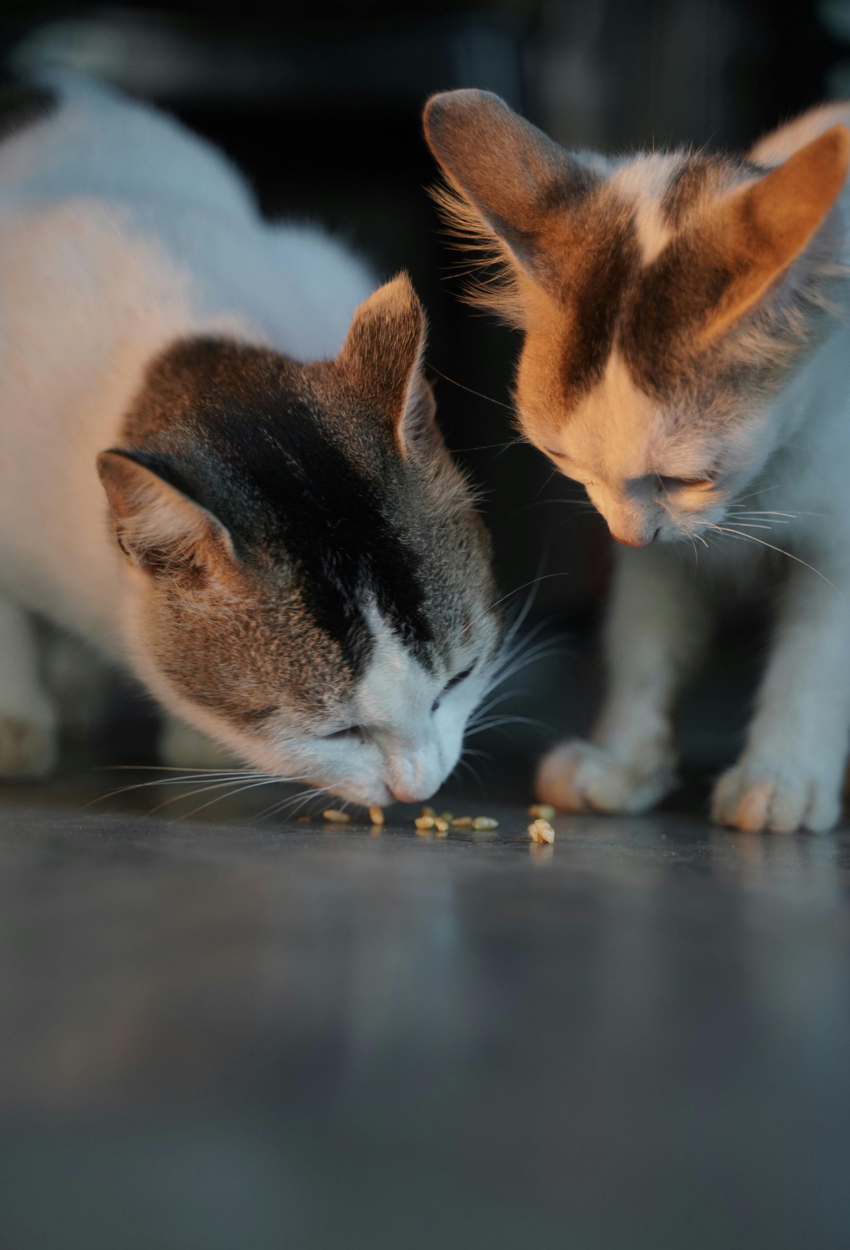 Como saber si tu mascota sufre de alergia alimentaria y no se trata de una intolerancia?